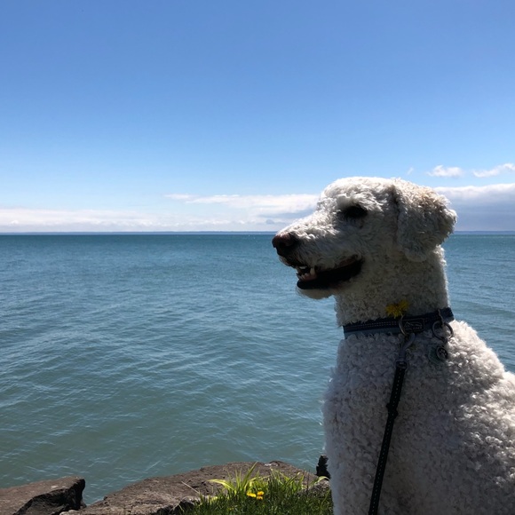 Meet your Posher, G - Picture 1 of 1